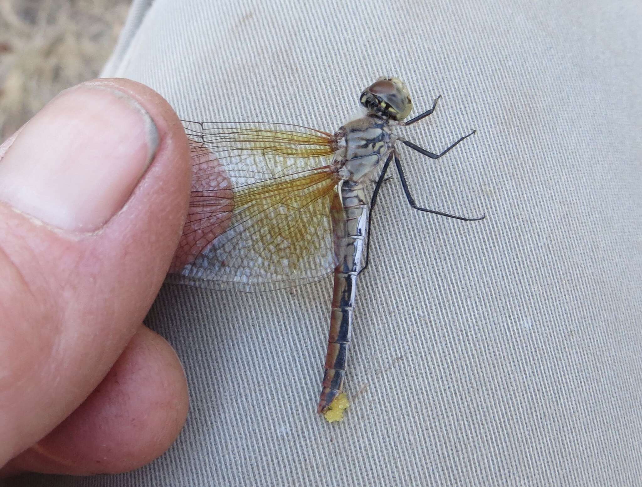 Image of Sympetrum semicinctum occidentale Bartenev 1915