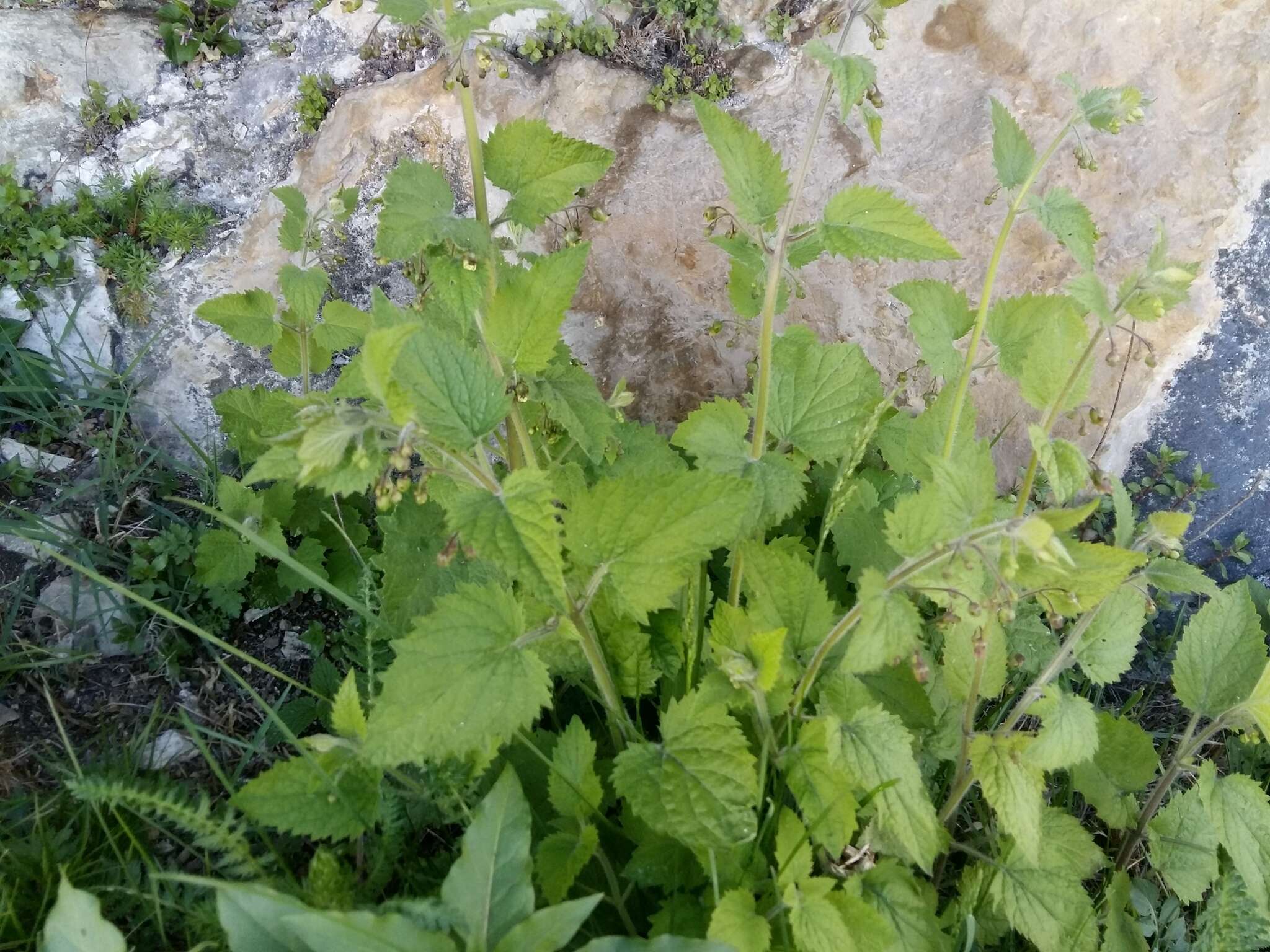 Scrophularia divaricata Ledeb. resmi