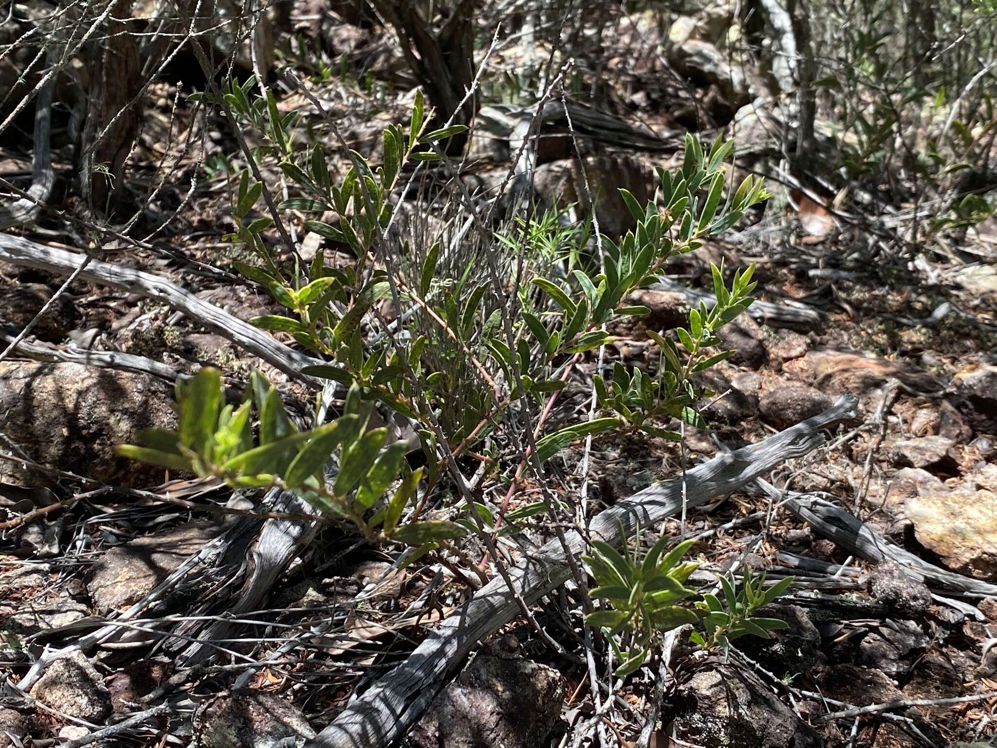 Image of Acacia purpureapetala