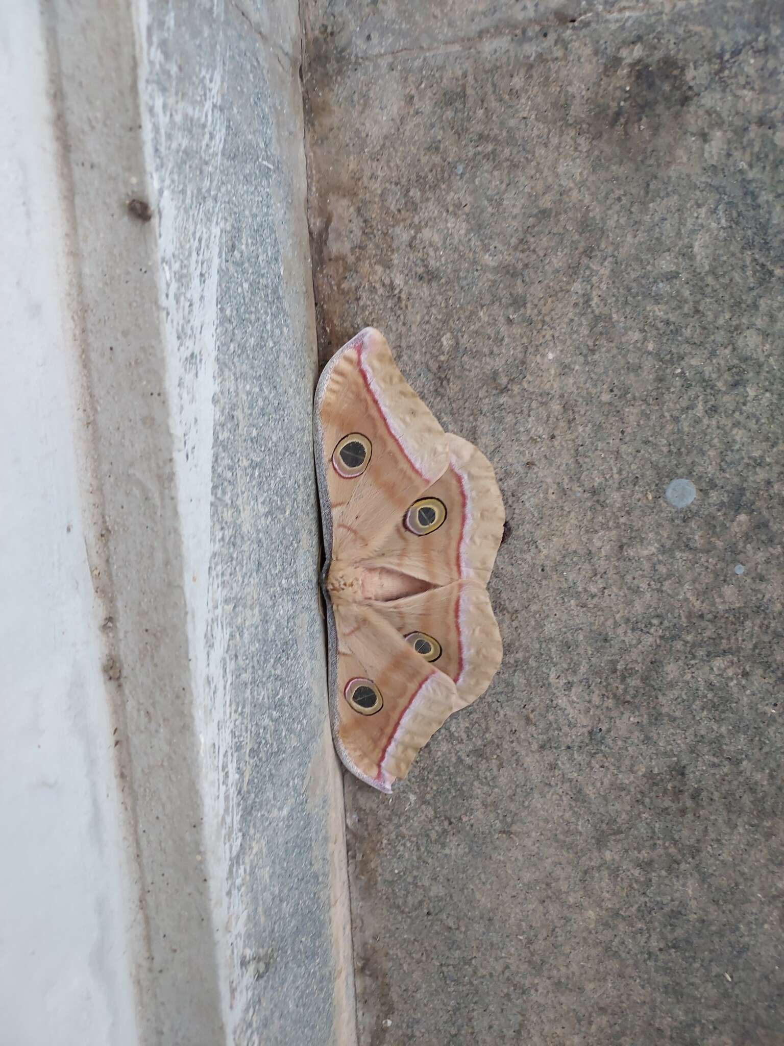 Image of Tasar Silk Moth