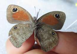 Image of Stygionympha wichgrafi williami