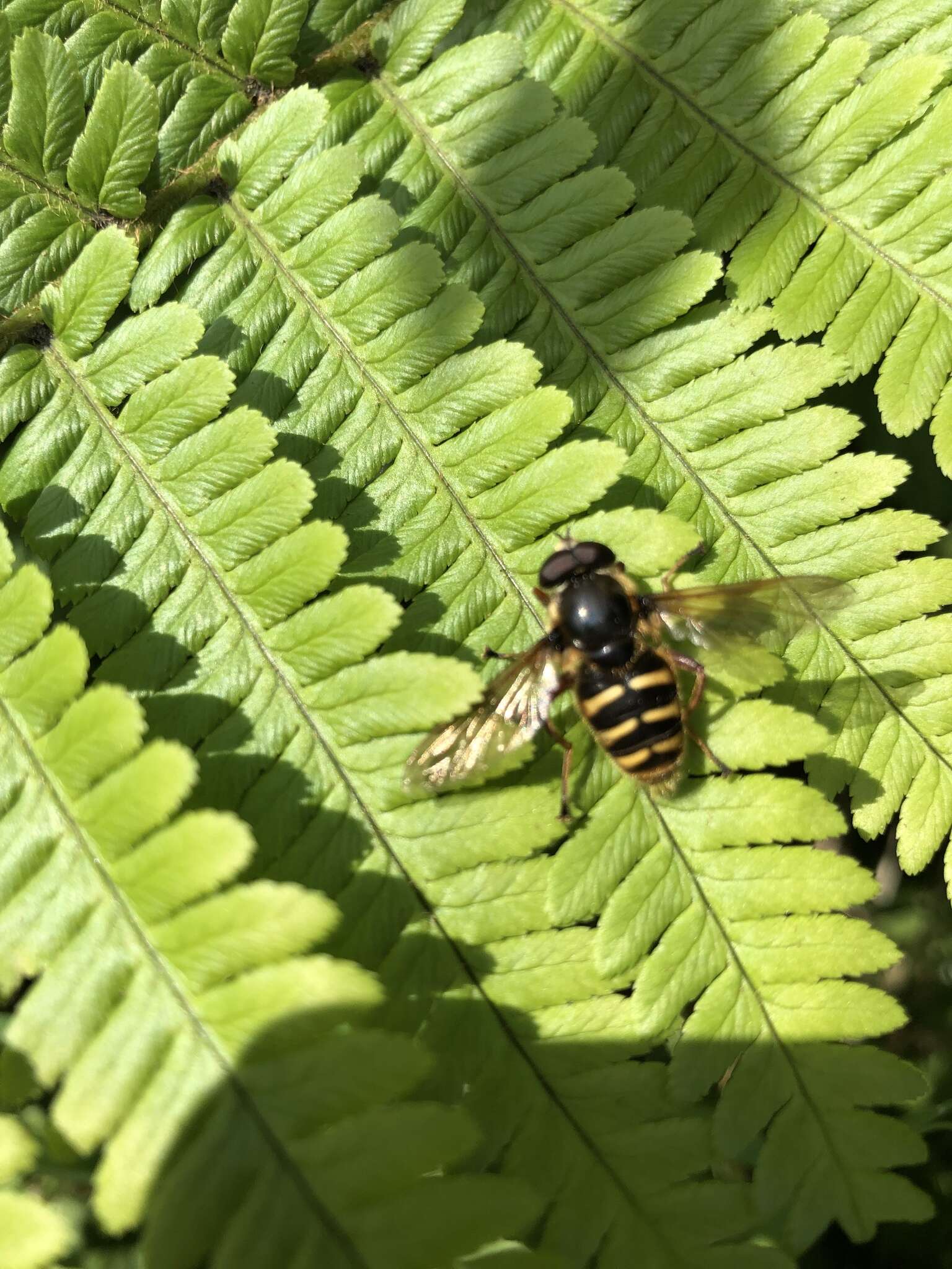 Image of Sericomyia silentis (Harris 1776)