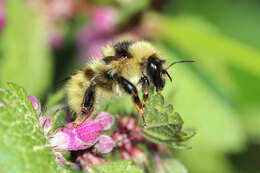 Image of Bombus mucidus Gerstäcker 1869