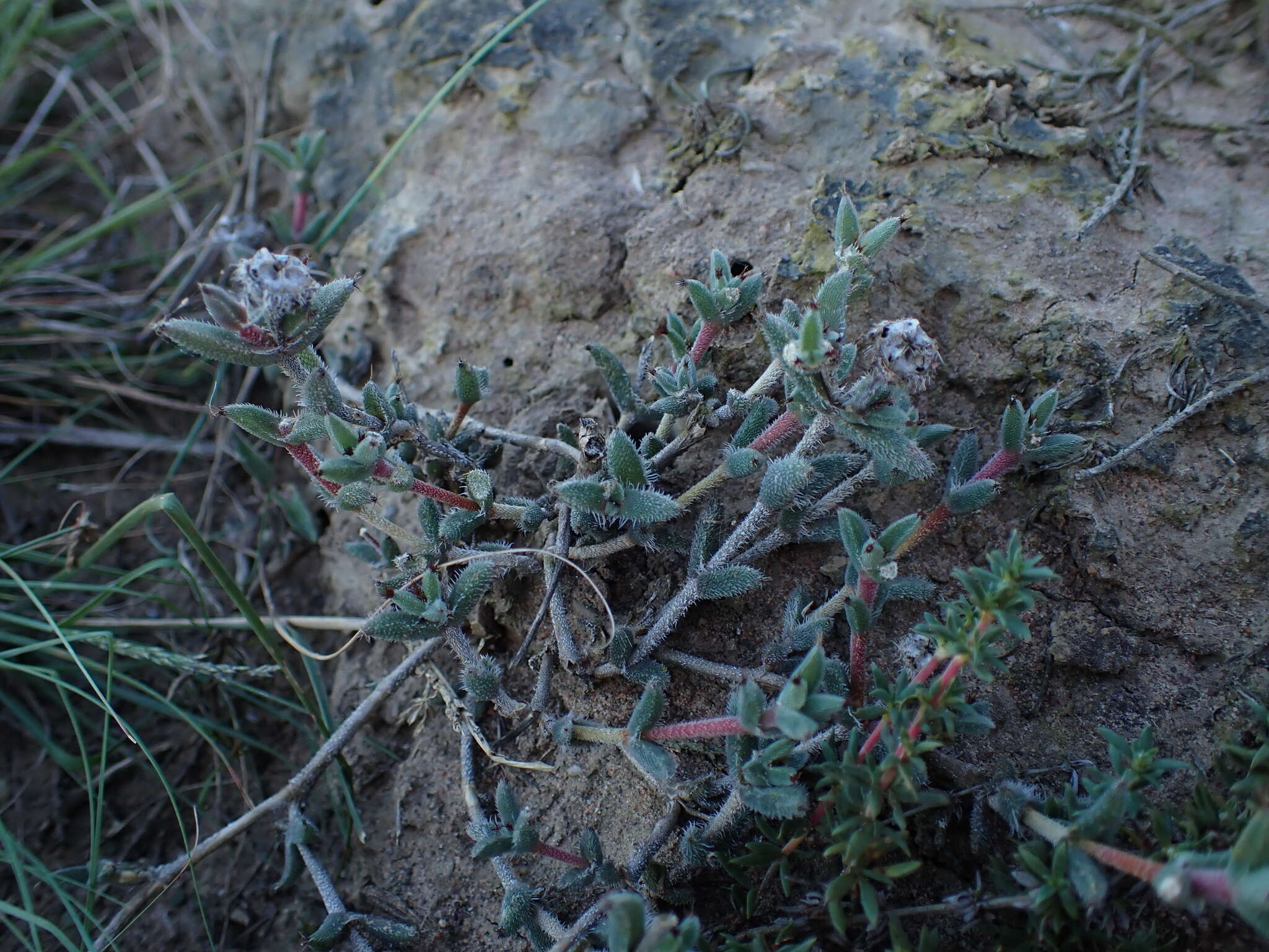 Image of Trichodiadema orientale L. Bol.