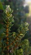 Image of Olearia nummularifolia Hook. fil.