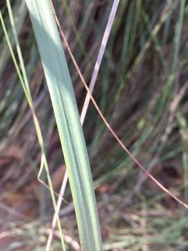 Image of Gahnia sieberiana Kunth