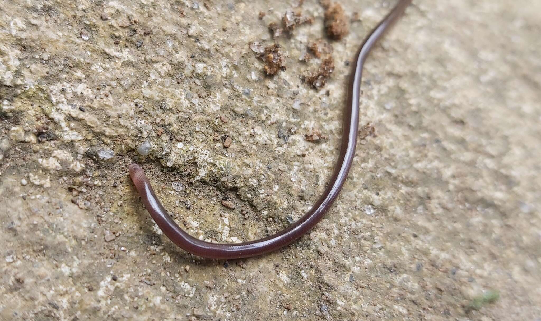 Image of Lesser blind snakes