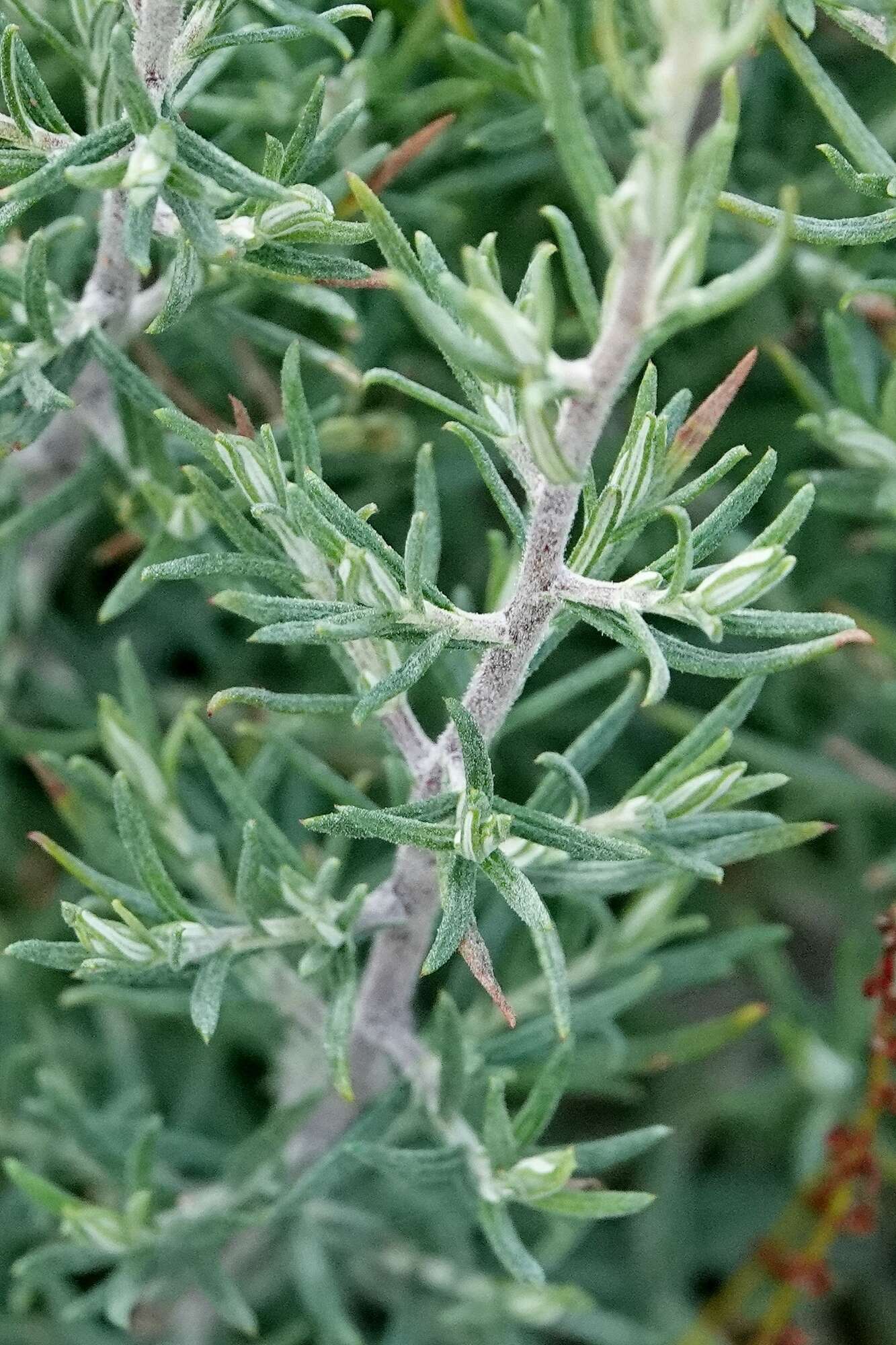 Plancia ëd Cassinia monticola Orchard