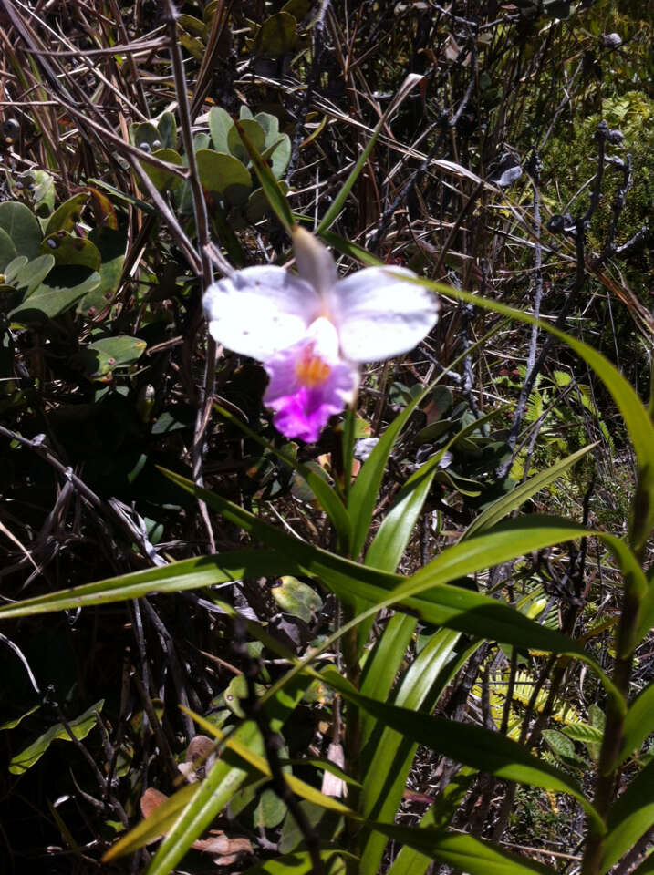 Image of Bamboo orchid