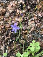 Image of basin bellflower