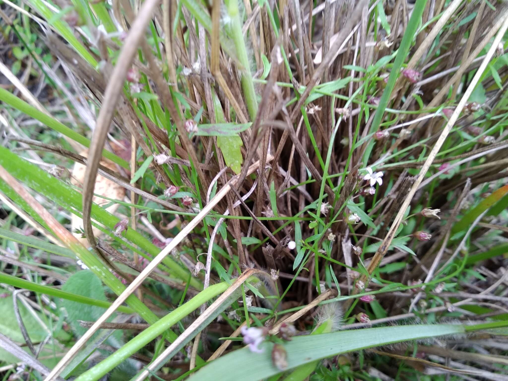 صورة Lobelia filicaulis (C. Presl) Schönland