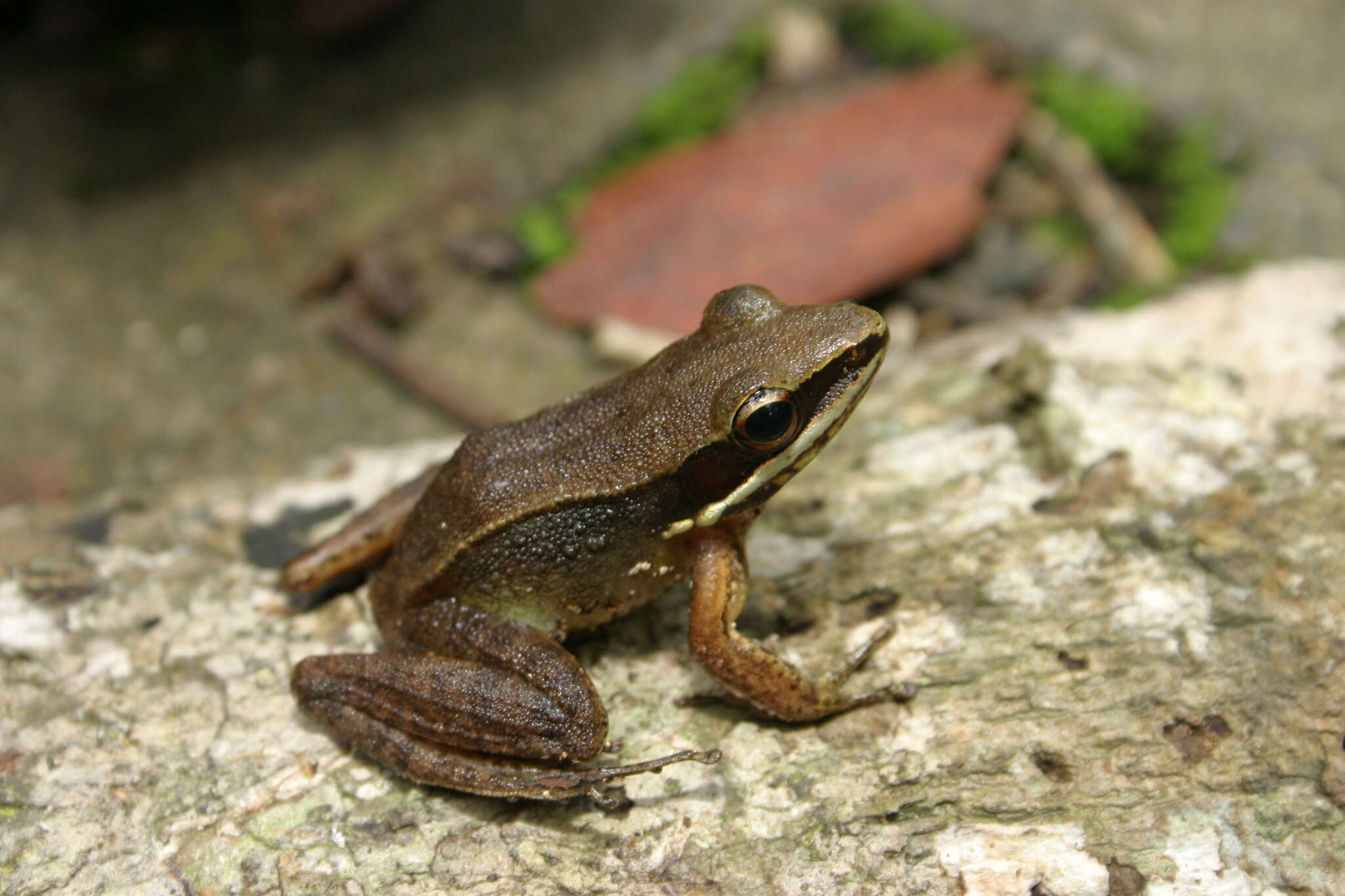 Image of <i>Papurana milleti</i> (Smith 1921)