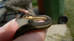 Image of Butler's Garter Snake