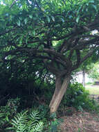 Image of common calabash tree