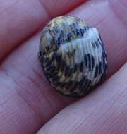 Image of checkered nerite