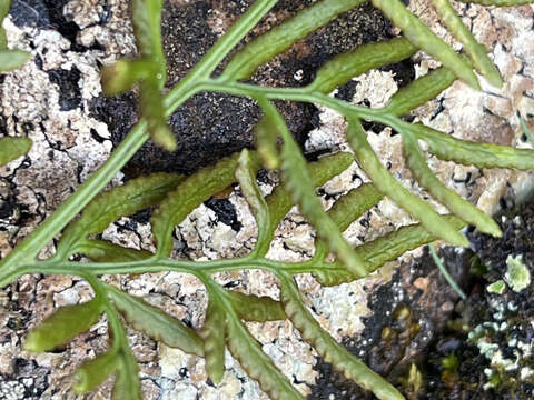 Cryptogramma sitchensis (Rupr.) Moore resmi