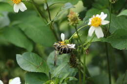 Image of Campsomeriella annulata (Fabricius 1793)