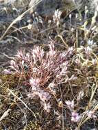 Image of Bidwell's knotweed