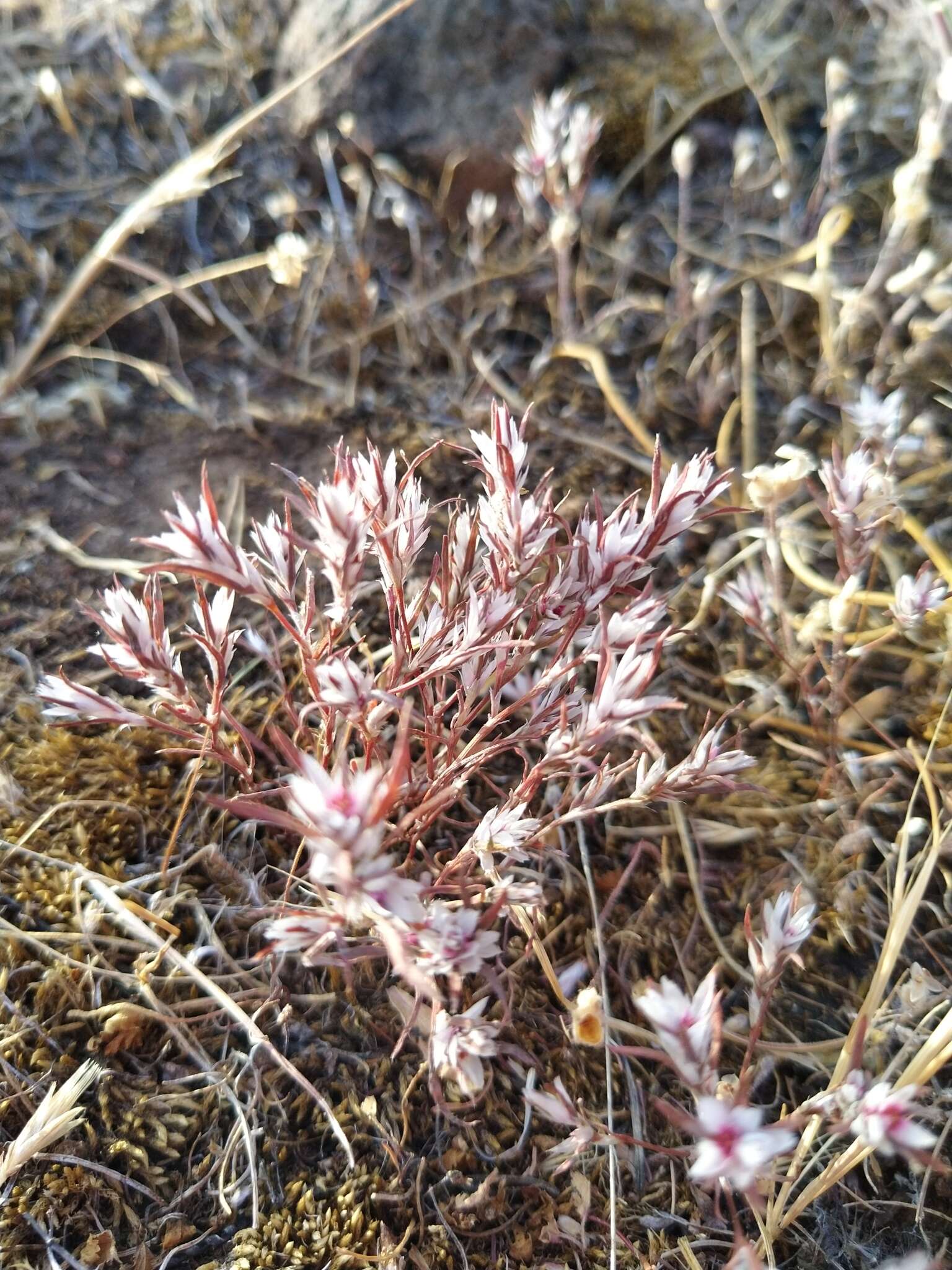 Image of Bidwell's knotweed