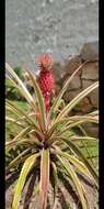 Image of Ananas comosus var. bracteatus (Lindl.) Coppens & F. Leal