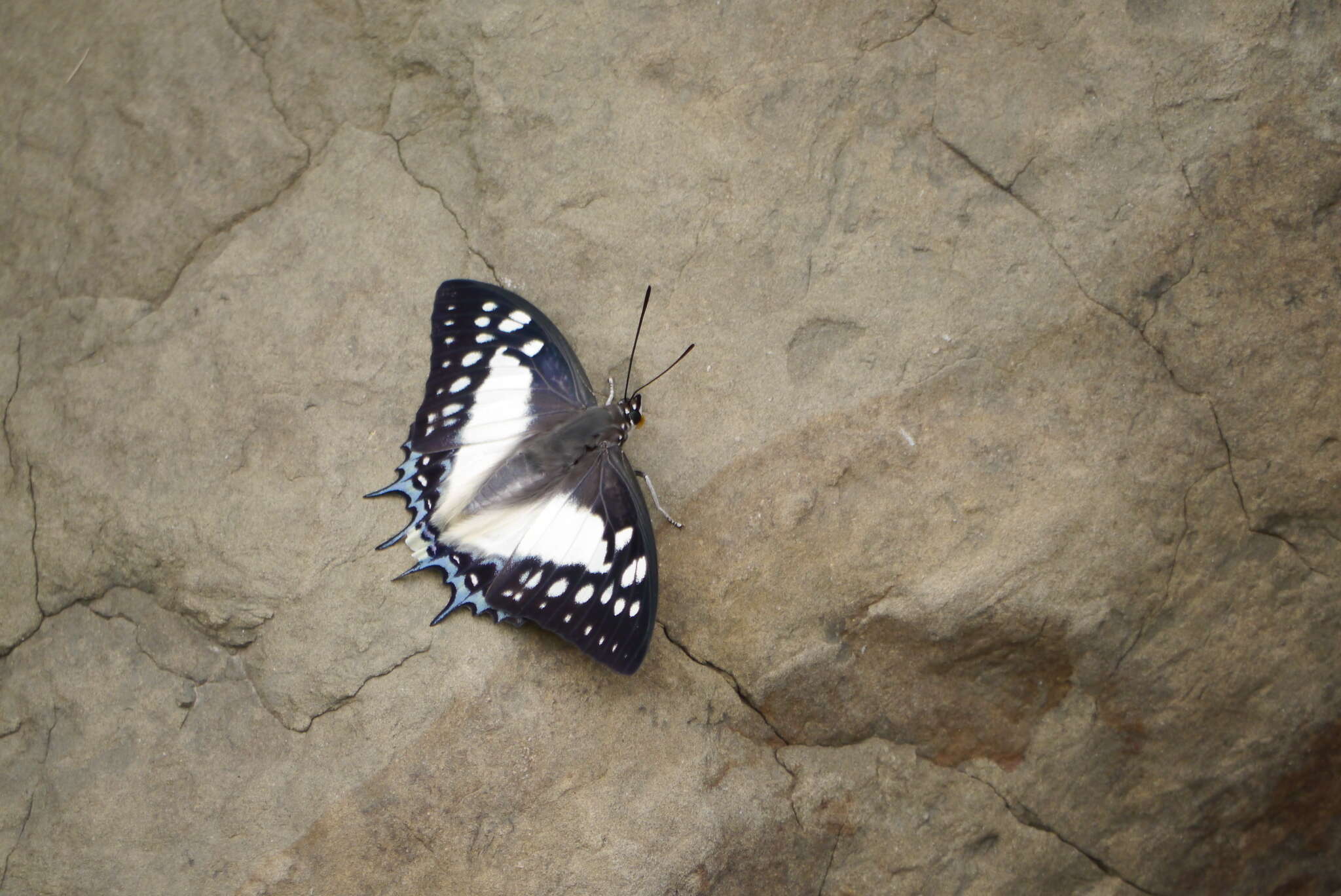 Imagem de Polyura eudamippus Doubleday 1843