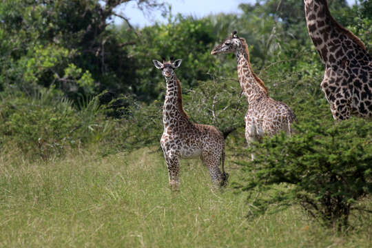 Image of Giraffa camelopardalis tippelskirchi Matschie 1898