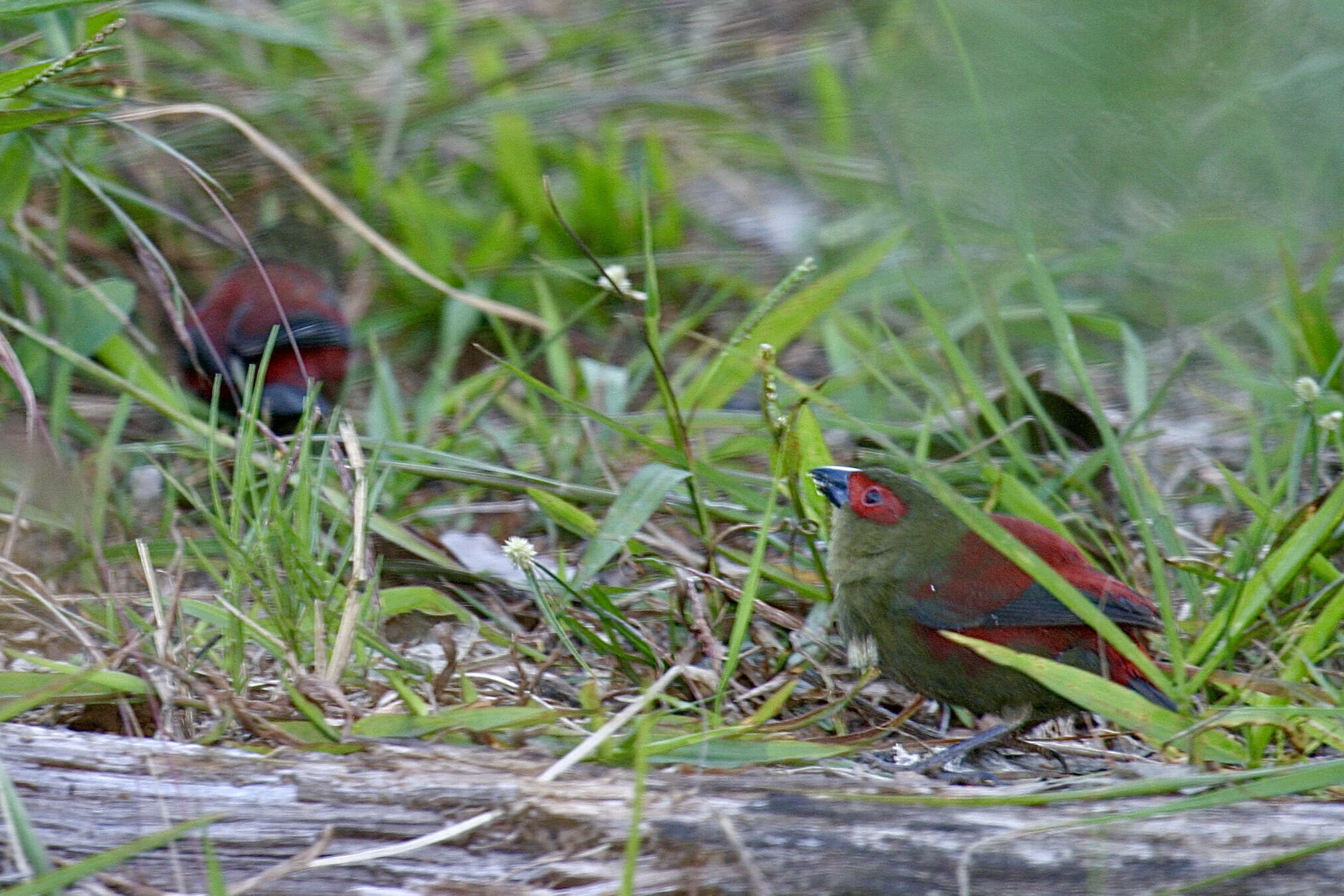 Image of Crimsonwing