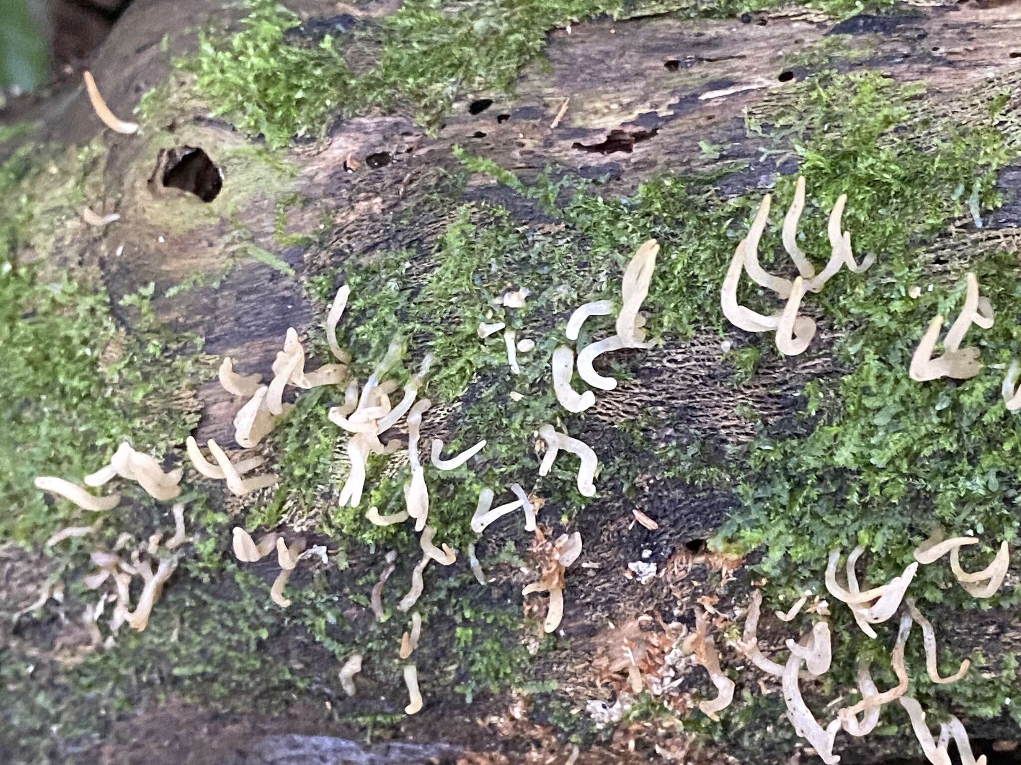 Image of Calocera (Fr.) Fr.