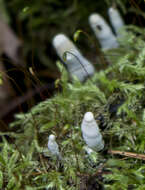 Image of dead man's fingers