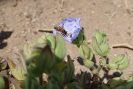 Nolana humifusa var. plicata resmi