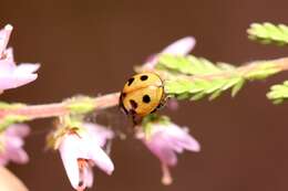 Image of hieroglyphic ladybird