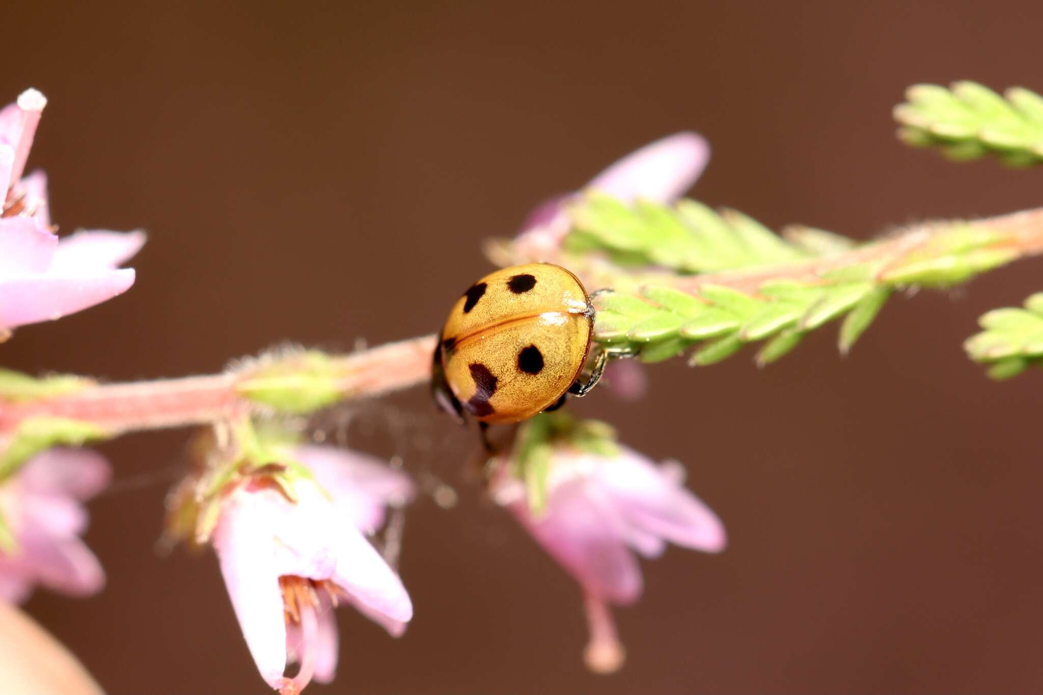 Image of hieroglyphic ladybird
