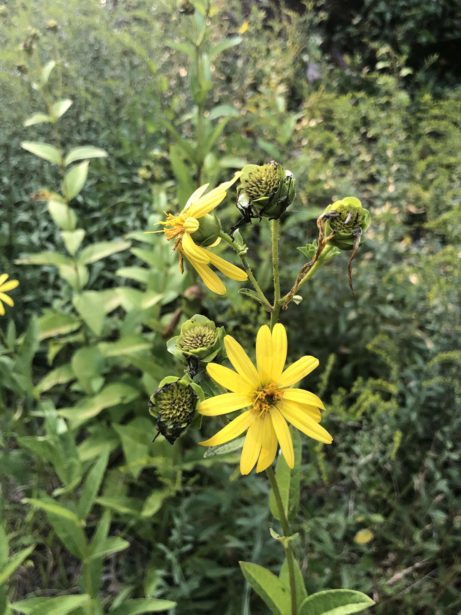 Image of starry rosinweed