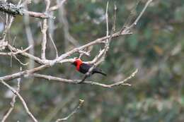 Image of Black-throated Malimbe