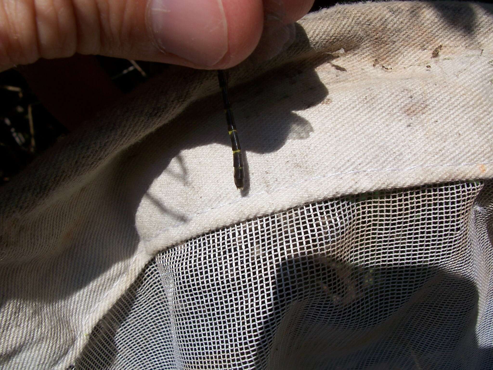 Image of Eastern Least Clubtail