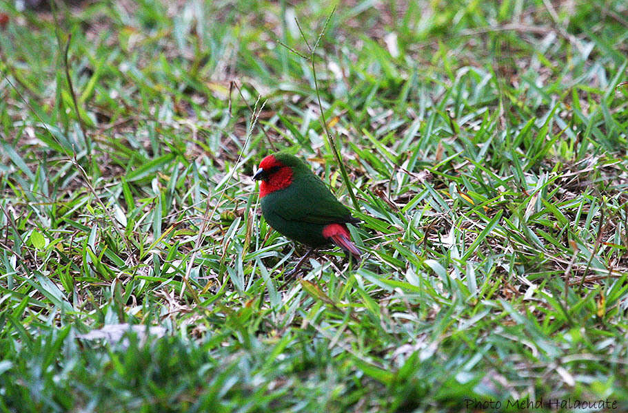 Image of Red-throated Parrot-Finch