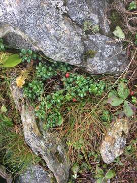 Image of northern mountain cranberry