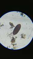 Image de Phaeochoropsis neowashingtoniae (Shear) K. D. Hyde & P. F. Cannon 1999