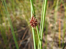 Image of Chorizandra cymbaria R. Br.