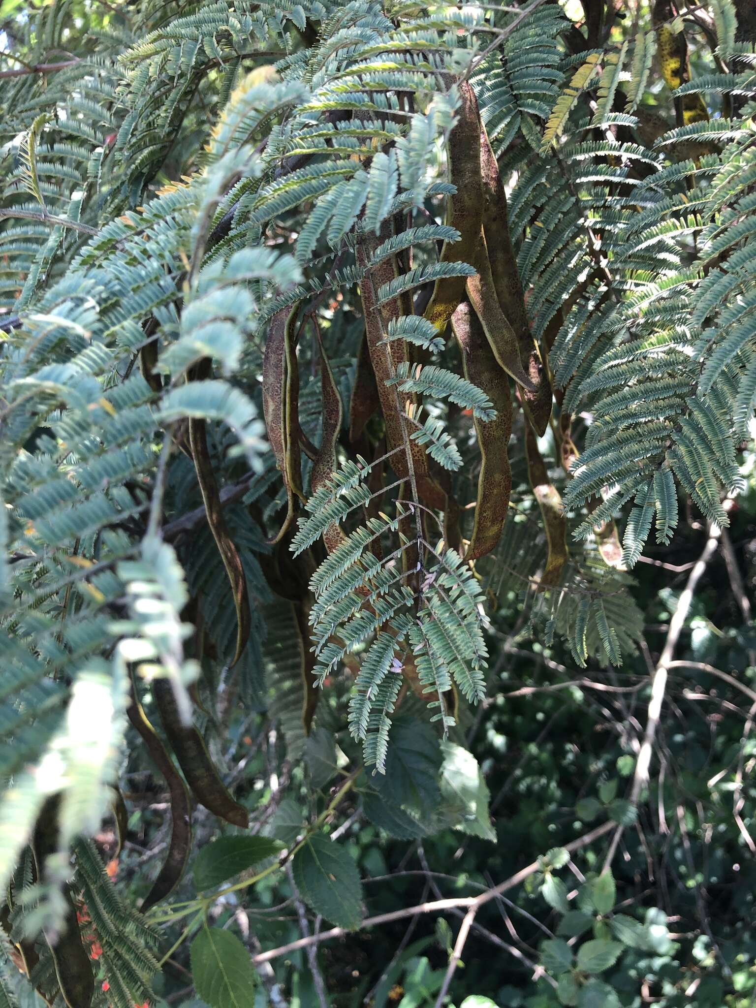 Image of Common hook-thorn Acacia