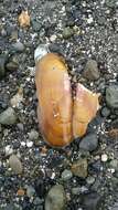 Image of Pacific razor clam