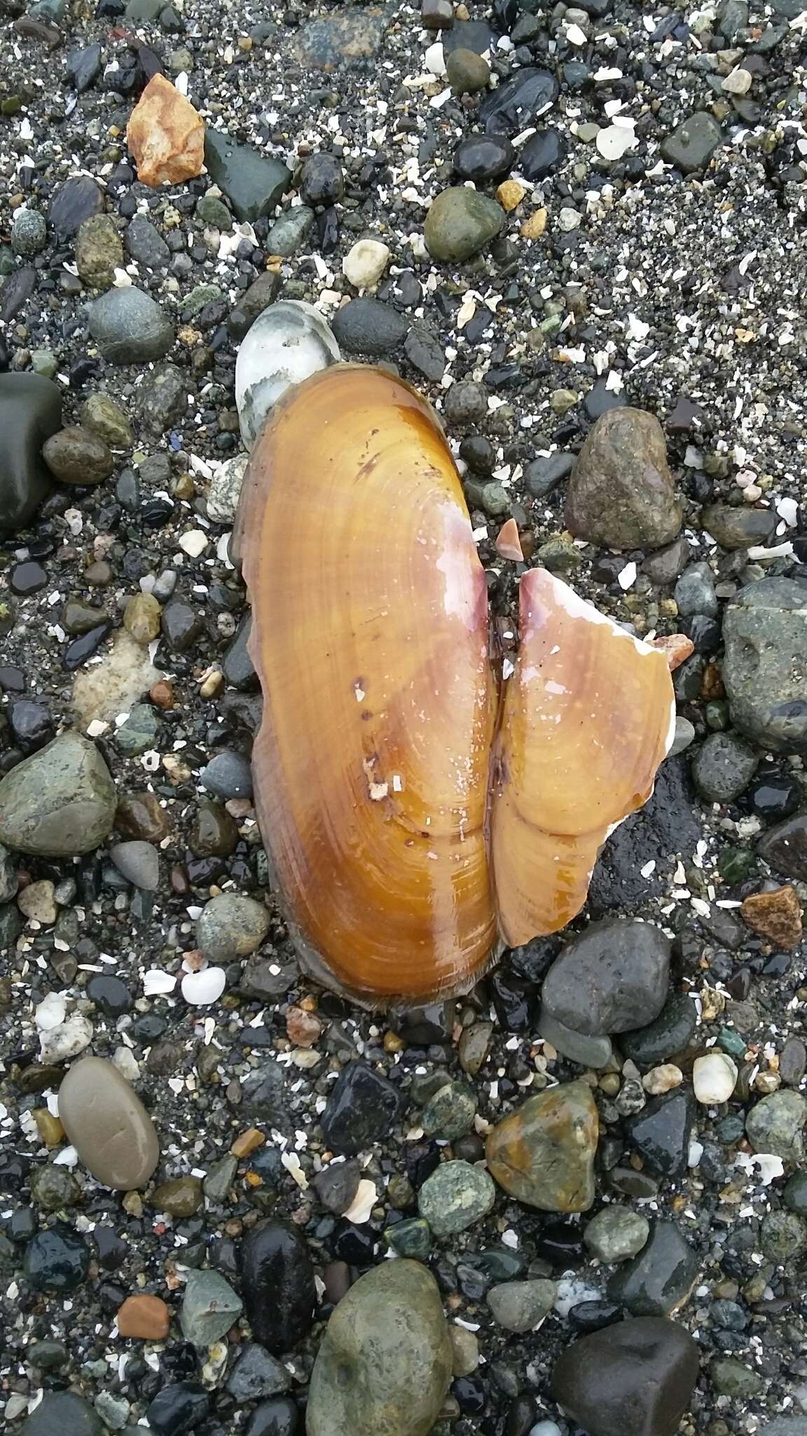 Image of Pacific razor clam