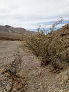 Image of robust Hoffmann's buckwheat