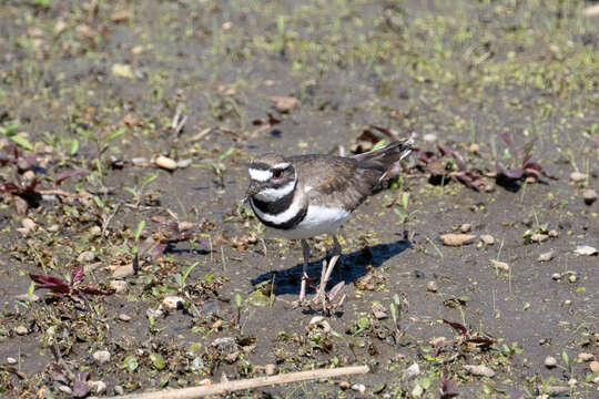 Image of Charadrius vociferus vociferus Linnaeus 1758