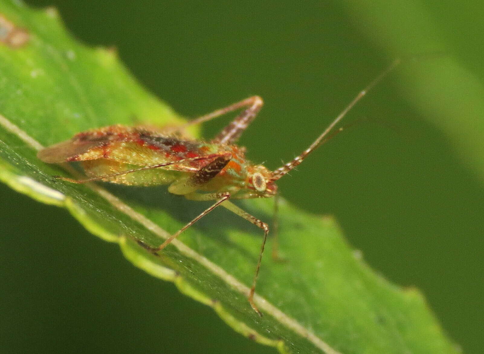 Image of Phytocoris tibialis Reuter 1876