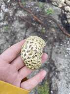 Image of Golfball Coral