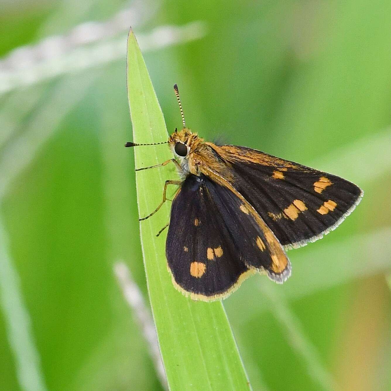 Image of Tamil grass dart