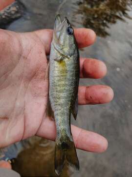 Image of Shoal bass