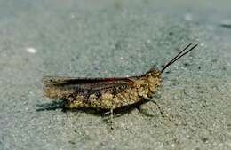 Image of Longhorn Band-wing Grasshopper