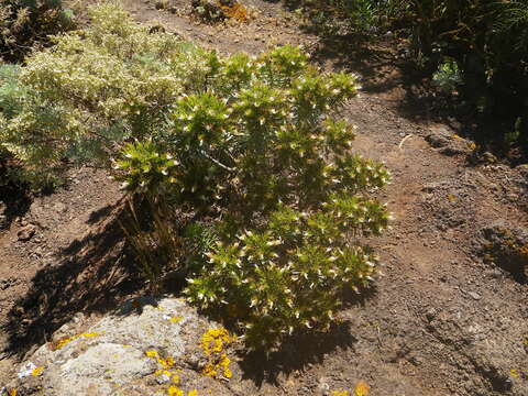 Plancia ëd Echium aculeatum Poir.